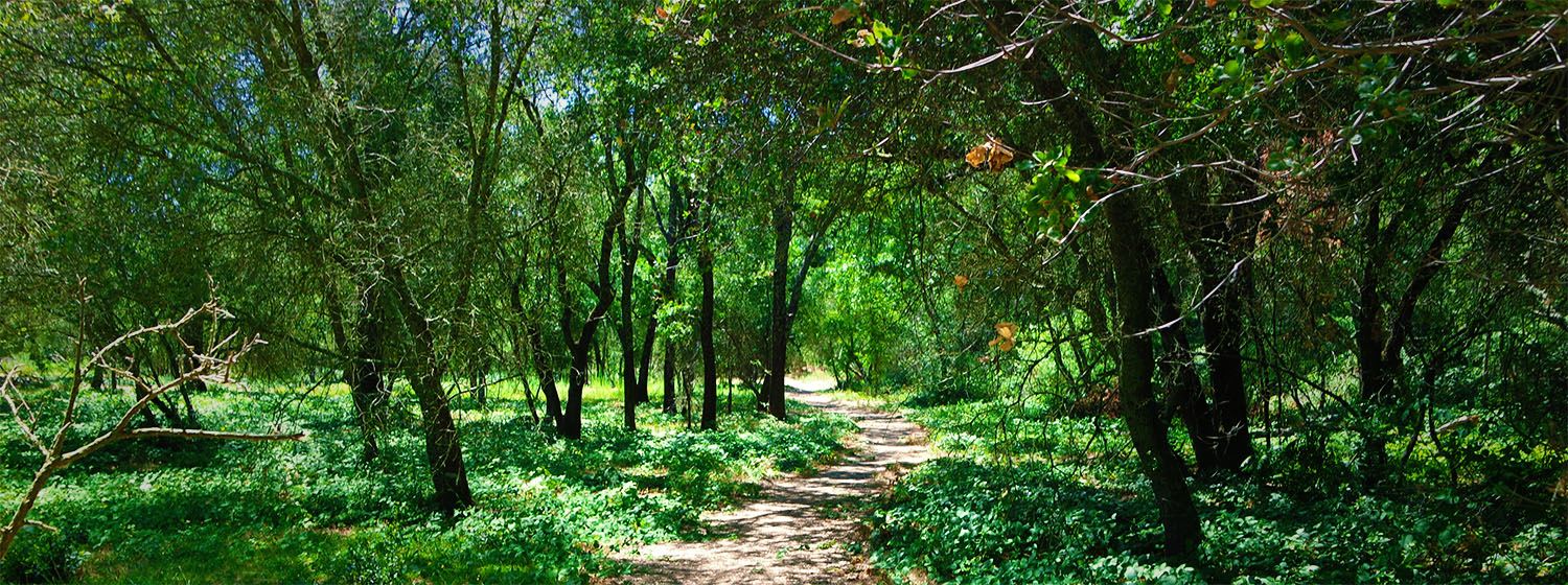 Miner's Ravine Trail