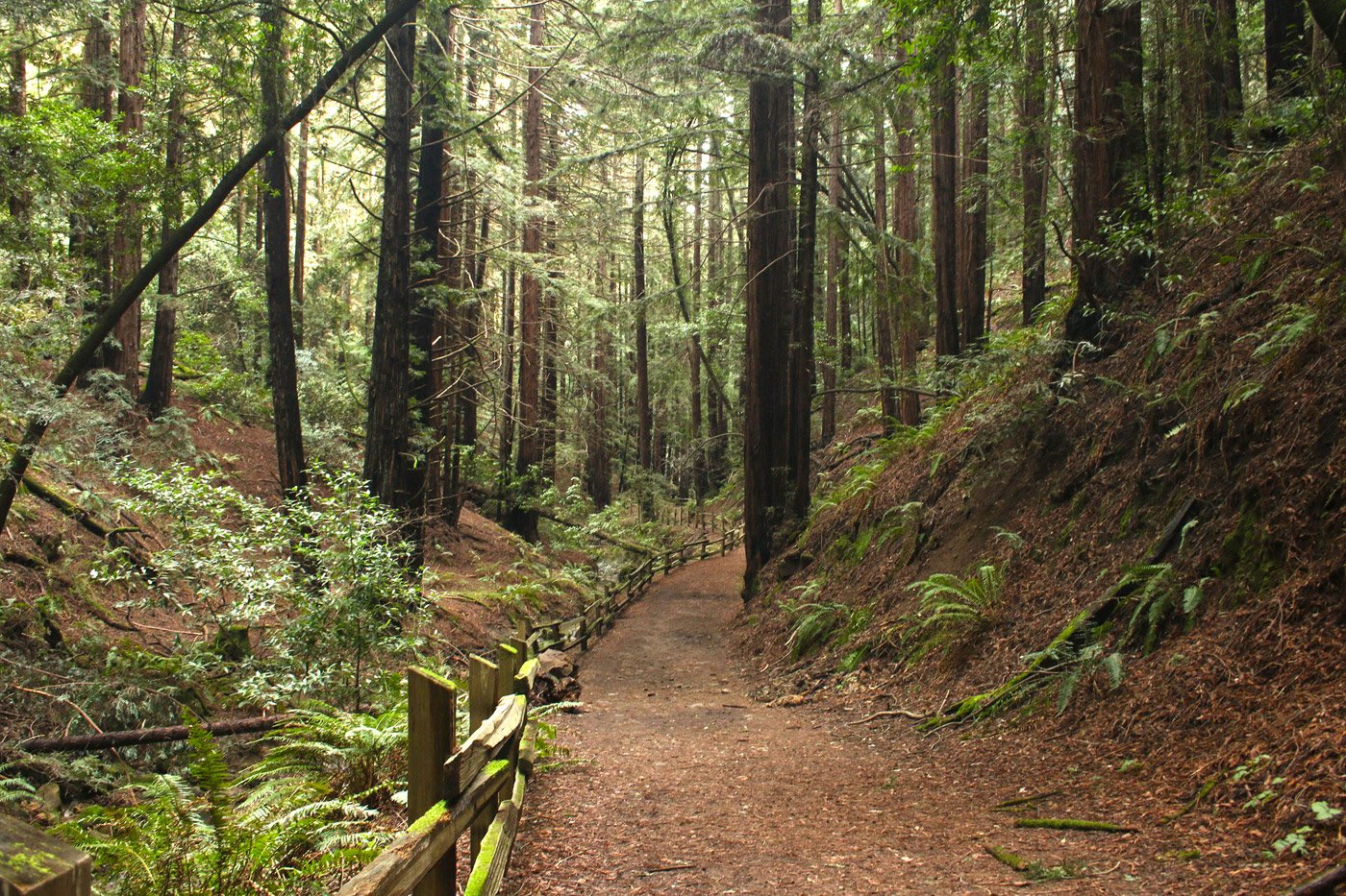 Redwood Regional Park